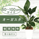 【ふるさと納税】<先行予約受付中!2025年6月上旬以降順次発送>オーガスタ(80cm~100cm大型)インテリアグリーン 受け皿付き※北海道・沖縄・離島配送不...