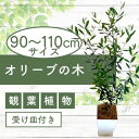 【ふるさと納税】オリーブの木(90〜110cm)インテリアグリーン 受け皿付き※北海道・沖縄・離島配送不可※ オリーブ 観葉植物 シンボルツリー 育てやすい 鉢...