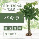 【ふるさと納税】<先行予約受付中!2025年6月上旬以降順次発送>室内観葉植物パキラ(高さ110cm~130cm・ホワイト鉢・受け皿付)※北海道・沖縄・離島配送...