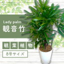 【ふるさと納税】<先行予約受付中!2025年6月中旬以降順次発送>観音竹8号鉢 南国鹿児島県で育った 観葉植物!植物 鉢付 インテリア 室内 オフィス おしゃれ...