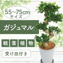 【ふるさと納税】<先行予約受付中!2025年6月中旬以降順次発送>ガジュマル曲り 昇り龍55cm〜75cm 南国鹿児島県で育った 観葉植物!植物 鉢付 インテリ...