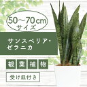 【ふるさと納税】<先行予約受付中!2025年6月中旬以降順次発送>サンスベリア・ゼラニカ50cm~70cm 南国鹿児島県で育った 観葉植物!植物 鉢付 インテリア 室内 オフィス おしゃれ プレゼント ギフト 開店祝い 移転祝い ※北海道・沖縄・離島配送不可※【GreenBase】