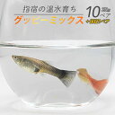 【ふるさと納税】【10営業日以内に発送】【温水育ち】グッピーミックス20匹(10ペア) ※北海道・沖縄・離島配送不可※ グッピー 生体 ミックス 熱帯魚 飼育 ペット 生き物 魚 初心者 観賞魚 水槽 アクアリウム【otofarm】
