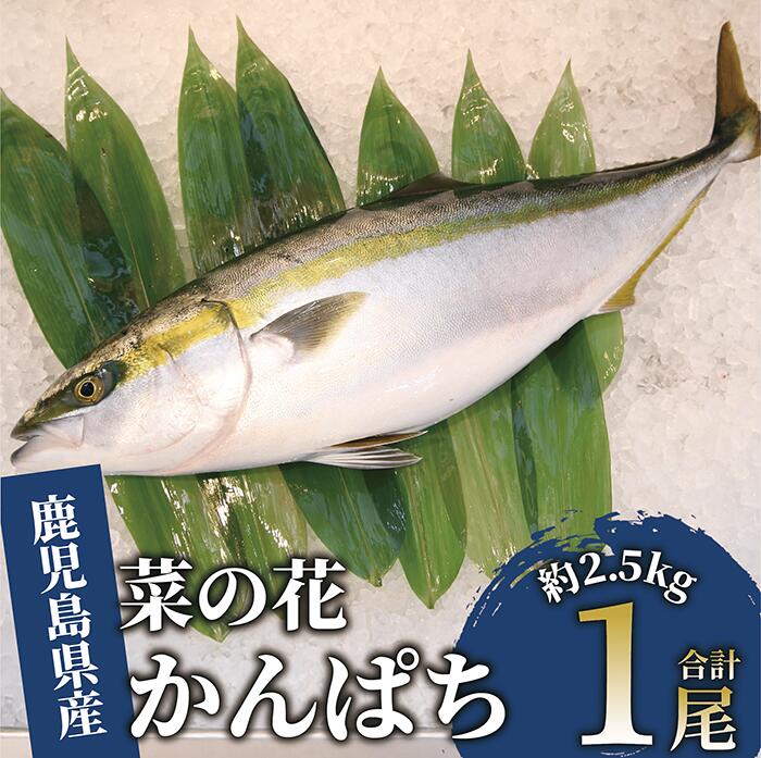 【ふるさと納税】指宿産ブランド・菜の花かんぱち(1尾・約2.5kg) 魚 カンパチ 真空パック 刺身 煮物 鮮魚 指宿市 かんぱち 魚介 海鮮【指宿山川水産合同...