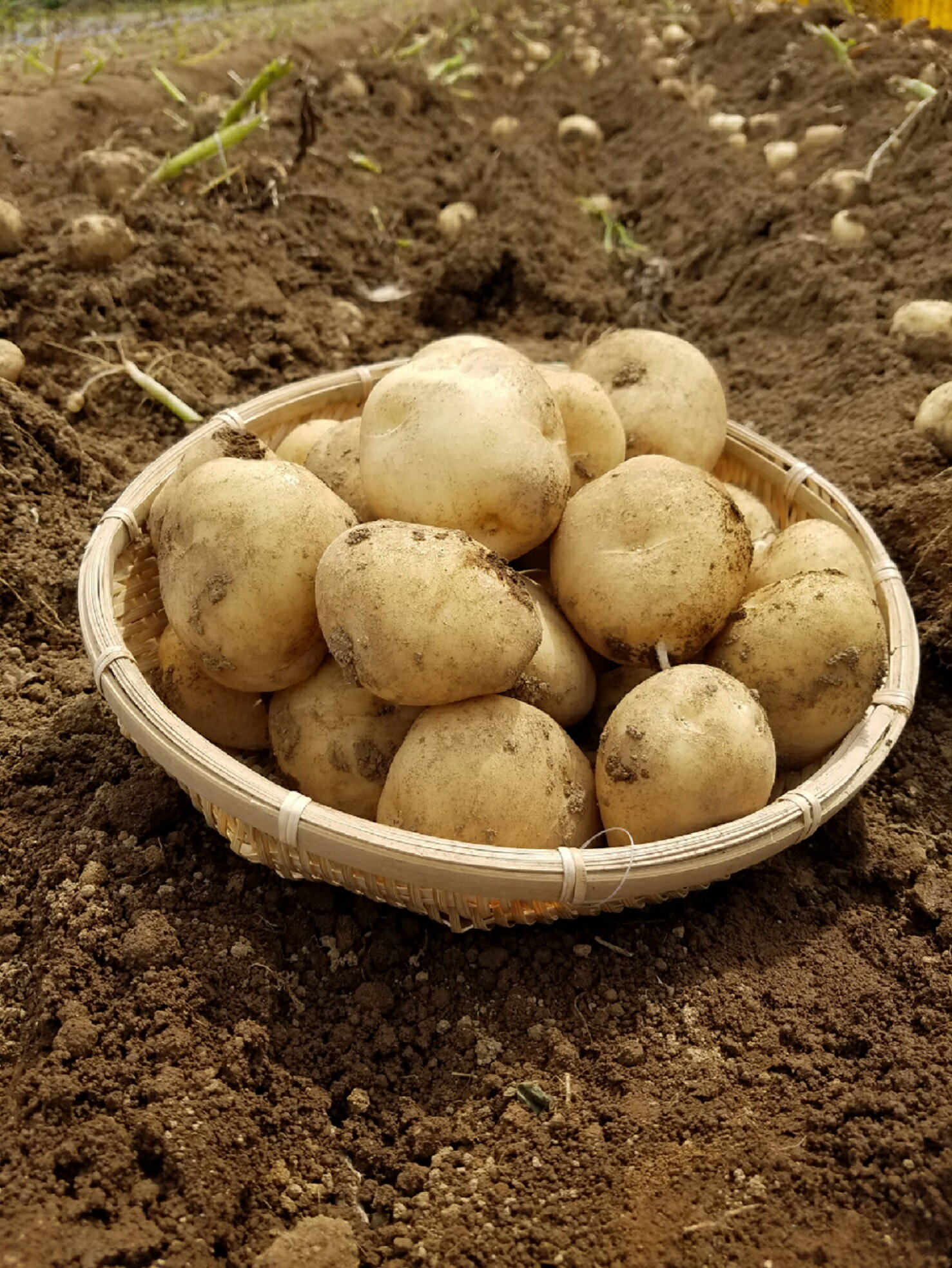 【ふるさと納税】2025 年収穫 中園ファームの新じゃがいも 2Lサイズ10kg