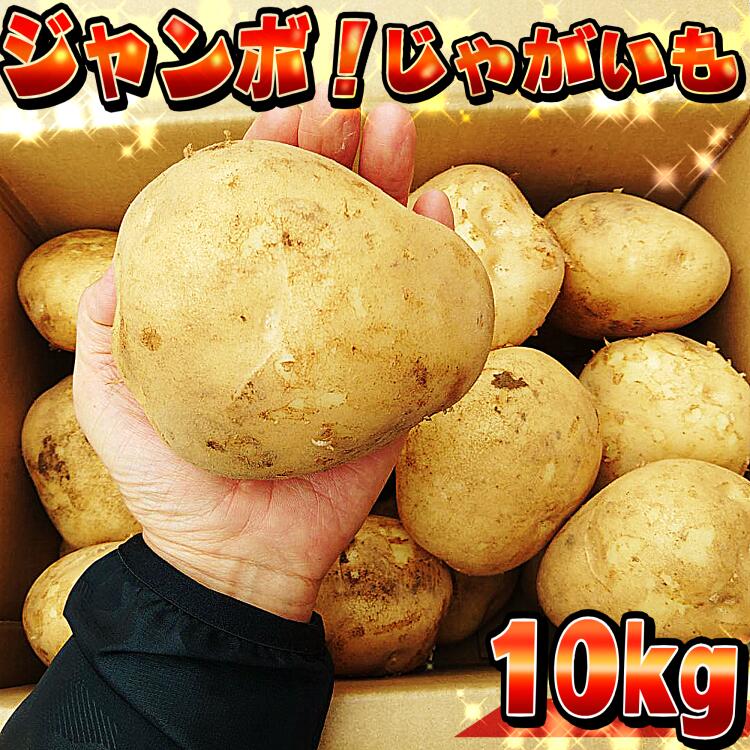 【ふるさと納税】2024年度収穫！中園ファームの新じゃがいも　4Lサイズ10kg