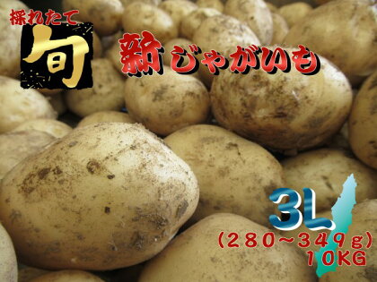 【2024年収穫分】今が旬 種子島 中園ファーム 新じゃがいも ＼ 特大 3L サイズ 10kg ／ 煮崩れしづらい 煮物 や フライドポテト どんな料理にも合う じゃがいも ニシユタカ