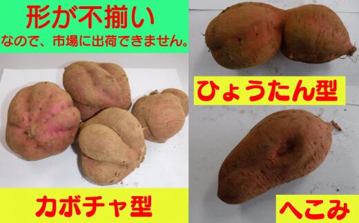 【ふるさと納税】＼ 新物 好評出荷中 ／ 【 訳あり 】 種子島 安納いも ＼ 大容量 わけあり 生いも 5kg ／ 中園ファーム ふるさと納税 さつまいも 生芋 ふるさと納税 焼き芋 ホクホク ねっとり 蜜が出るほど 甘い 安納芋 芋 ふるさと 人気 ランキング