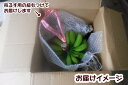 鹿児島県西之表市の画像2