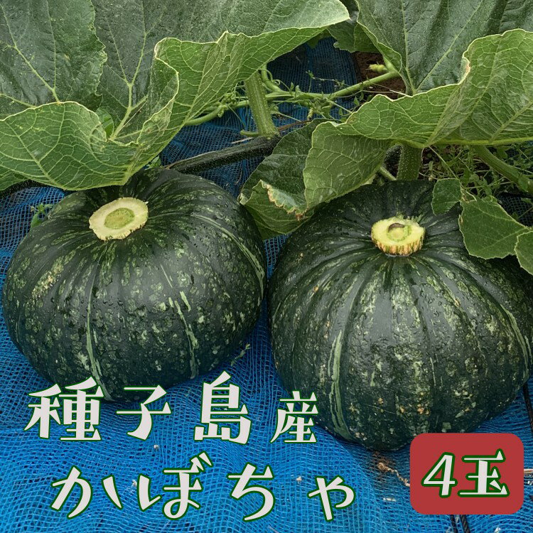 種子島 産 完熟 かぼちゃ ( えびす南瓜 ) 4玉[5月20日から順次発送開始]