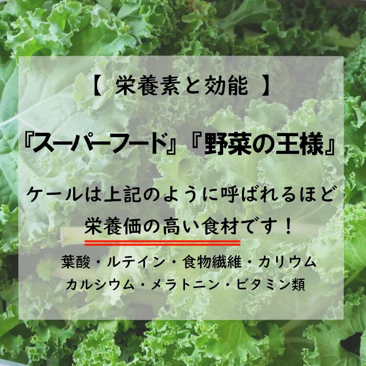 【ふるさと納税】箱いっぱいに届くカーリーケール 2kg