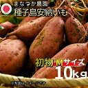 【ふるさと納税】\ 新物・先行予約中 / 令和7年産 種子島 安納いも \ Mサイズ 生いも 10kg /まなつか農園 在庫なくなり次第受付終了