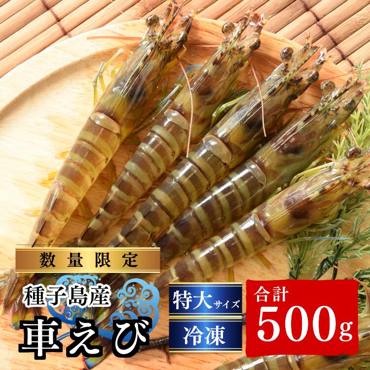 【ふるさと納税】 ＼数量限定／ 種子島産 真空パック 冷凍 車えび 特大 3Lサイズ 500g (250g×2パック) ふるさと納税 車海老 冷凍 ふるさと納税 大 えび 種子島 の 養殖 車えび 化学薬品等不使用で安心・安全 ふるさと 人気 ランキングのサムネイル