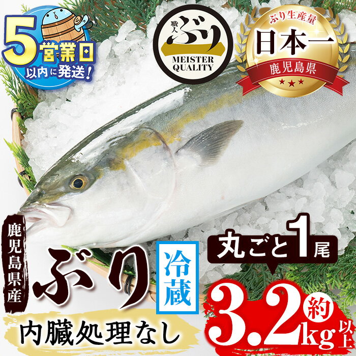 [すぐ届く!]鹿児島産ぶり丸ごと1尾(3.2kg以上 内臓処理なし)ぶり ブリ 鰤 魚 海鮮 魚介 刺身 さしみ しゃぶしゃぶ 焼魚 煮魚 丸ごと 国産 鹿児島県産 垂水市産 冷蔵 養殖 ぶり職人 1本[アクアブルー