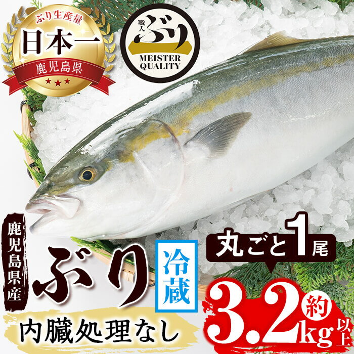 【ふるさと納税】鹿児島産ぶり丸ごと1尾(約3.2kg以上・内