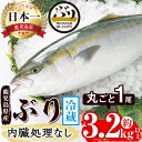 【ふるさと納税】鹿児島産ぶり丸ごと1尾(約3.2kg以上・内臓処理なし)ぶり ブリ 鰤 魚 海鮮 魚介 刺身 さしみ しゃぶしゃぶ 焼魚 煮魚 丸ごと 国産 鹿児島県産 垂水市産 冷蔵 養殖 ぶり職人 1本【アクアブルー】C3-4708 その1