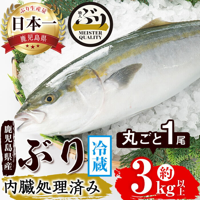 【ふるさと納税】鹿児島産ぶり丸ごと1尾 約3kg以上・内臓処理済み ぶり ブリ 鰤 魚 海鮮 魚介 刺身 さしみ しゃぶしゃぶ 焼魚 煮魚 丸ごと 国産 鹿児島県産 垂水市産 冷蔵 養殖 ぶり職人 1本【…