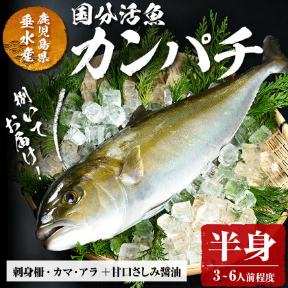 鹿児島県垂水市産カンパチ(半身)甘口さしみ醤油付き かんぱち カンパチ 魚 海鮮 魚介 刺身 さしみ しゃぶしゃぶ 焼魚 煮魚 国産 鹿児島県産 垂水市産 冷蔵【国分活魚】B2-6401