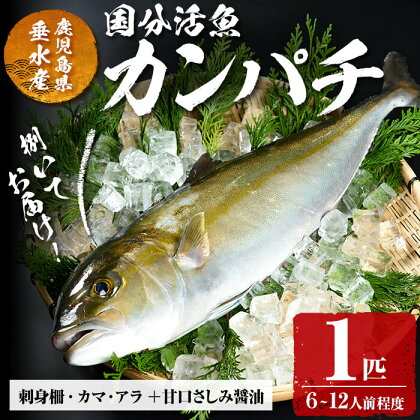 鹿児島県垂水市産カンパチ(1匹)甘口さしみ醤油付き かんぱち カンパチ 魚 海鮮 魚介 刺身 さしみ しゃぶしゃぶ 焼魚 煮魚 丸ごと 国産 鹿児島県産 垂水市産 冷蔵 1本【国分活魚】C3-6401