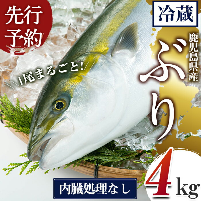[先行予約]鹿児島県産 ぶりまるごと1尾 内臓処理なし(計4kg以上) ぶり ブリ 魚 海鮮 魚介 刺身 さしみ 煮つけ 煮付け しゃぶしゃぶ 国産 鹿児島県産 1尾 ラウンド 冷蔵 [有限会社田村水産
