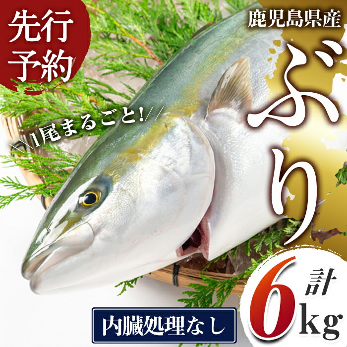 【ふるさと納税】＜先行予約＞鹿児島県産 ぶりまるごと1尾 内臓処理なし(計6kg以上) ぶり ブリ 魚 海鮮 魚介 刺身 さしみ 煮つけ 煮付け しゃぶしゃぶ 国産 鹿児島県産 1尾 ラウンド 冷蔵 【有限会社田村水産】C3-8001