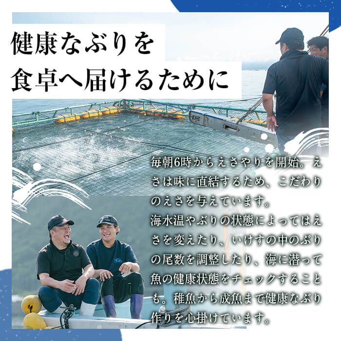 【ふるさと納税】＜先行予約＞鹿児島県産 ぶりまるごと1尾 内臓処理なし(計6kg以上) ぶり ブリ 魚 海鮮 魚介 刺身 さしみ 煮つけ 煮付け しゃぶしゃぶ 国産 鹿児島県産 1尾 ラウンド 冷蔵 【有限会社田村水産】C3-8001