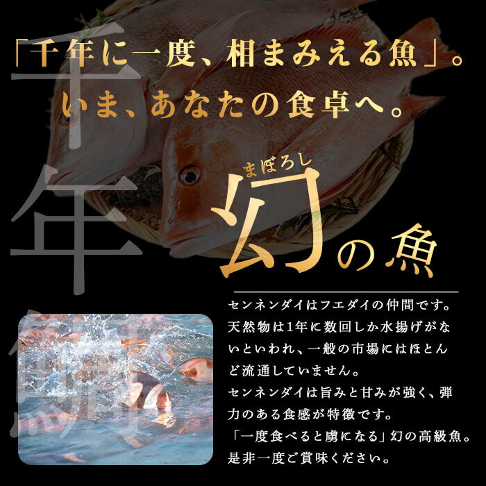 【ふるさと納税】【容量が選べる！】鹿児島県垂水市産康秀の千年鯛 丸ごと1尾 or 2尾（計1kg前後 or 2kg前後）（内臓処理なし）魚 魚介 海鮮 センネンダイ 千年鯛 1尾 2尾 刺身 塩焼き フライ ムニエル しゃぶしゃぶ 冷蔵 国産 お祝い 鹿児島産 垂水【株式会社康秀】