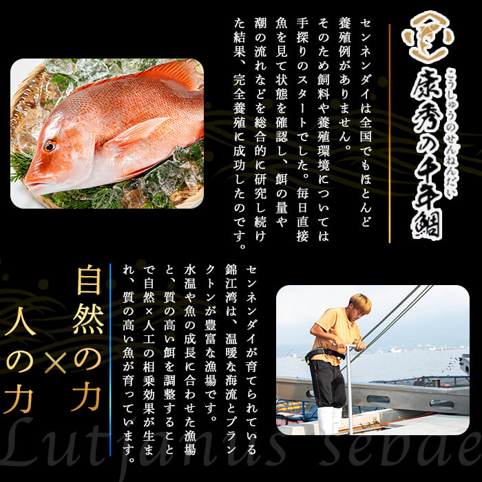 【ふるさと納税】【容量が選べる！】鹿児島県垂水市産康秀の千年鯛 丸ごと1尾 or 2尾（計1kg前後 or 2kg前後）（内臓処理なし）魚 魚介 海鮮 センネンダイ 千年鯛 1尾 2尾 刺身 塩焼き フライ ムニエル しゃぶしゃぶ 冷蔵 国産 お祝い 鹿児島産 垂水【株式会社康秀】