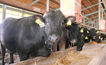 【ふるさと納税】【鹿児島産A4】黒毛和牛リブロース スライス牛肉 すきやき しゃぶしゃぶ 送料無料 霜降り 赤身 すき焼き肉