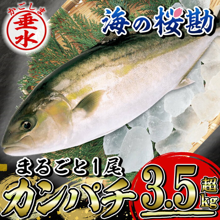 【ふるさと納税】鹿児島県垂水市産カンパチ『海の桜勘』まるごと1尾（3.5kg以上） 冷蔵 魚 魚介 海鮮 カンパチ かんぱち 勘八 1本 刺身 しゃぶしゃぶ あら煮 国産 鹿児島産 垂水【垂水市漁業協同組合】B2-0114