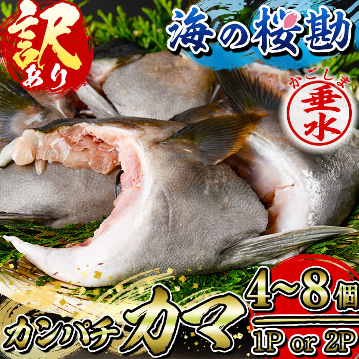 【ふるさと納税】【訳あり】【内容量が選べる!】鹿児島県垂水市産カンパチ『海の桜勘』カマ 1〜2P(計800g以上or1.6kg以上) 魚 魚介 海鮮カンパチ かんぱち 勘八 カマ かま 塩焼き 煮付け 冷凍 国産 鹿児島産 垂水【垂水市漁業協同組合】
