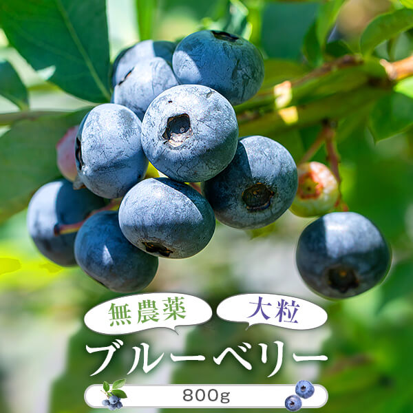 【ふるさと納税】ブルーベリー 冷凍 100g 8 パック 800g 無農薬 国産 果物 大粒 フルーツ くだもの ベリー 送料無料 近藤農園 鹿児島 薩摩川内市