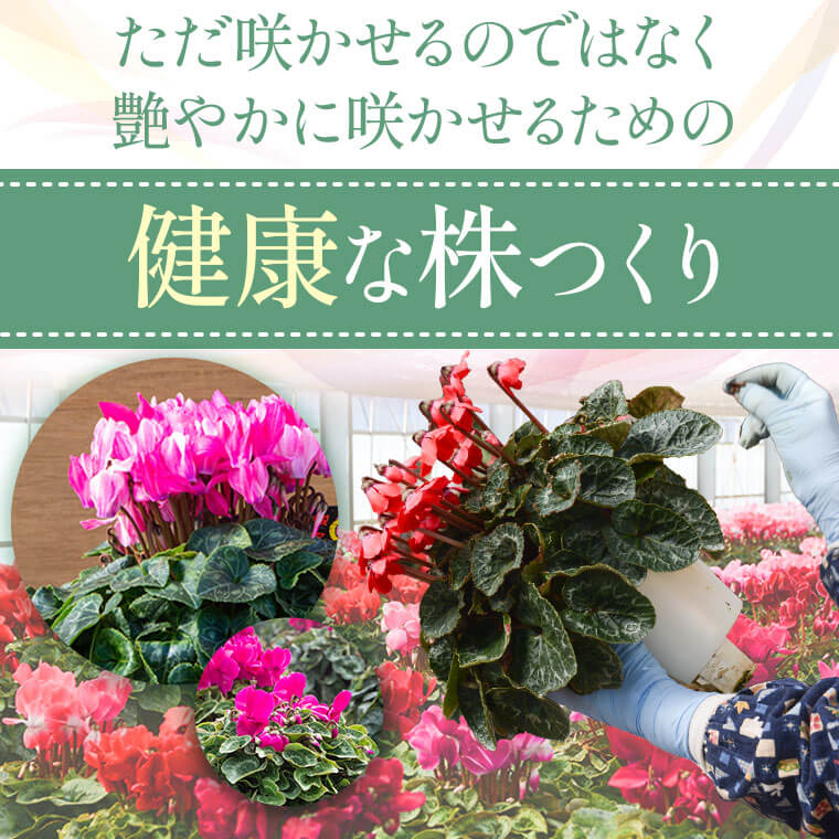 【ふるさと納税】シクラメン（ピンク系）6寸鉢 観賞用8～9分咲き シクラメン 鉢花 ピンク系 6寸鉢 シクラメン 花鉢 観賞用 赤 紫 ピンク 冬の定番 須賀園芸 鹿児島県 薩摩川内市 送料無料