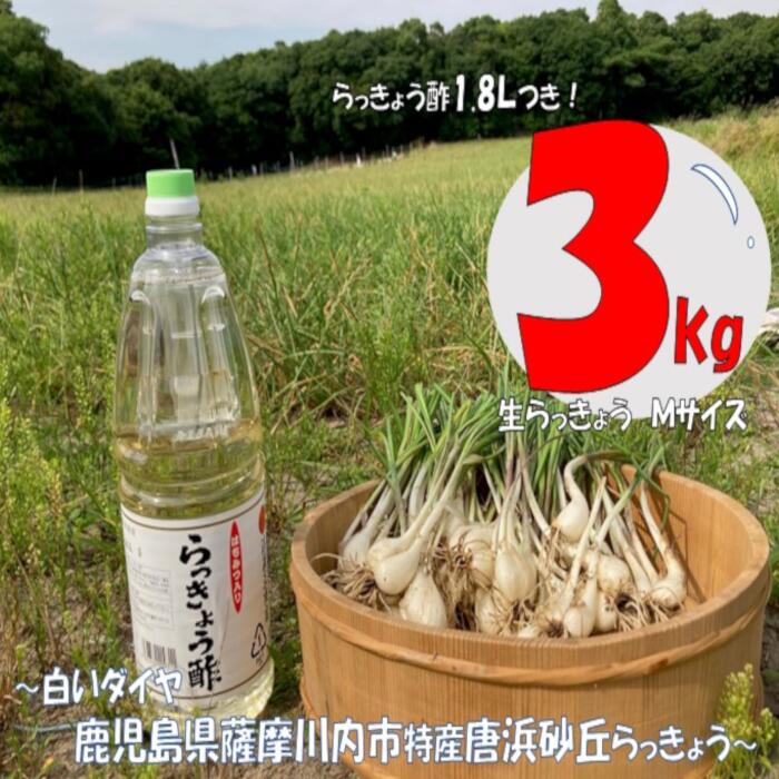  唐浜砂丘らっきょう（生）Mサイズ 3kg ＋ らっきょう酢 1.8L AS-524 生らっきょう ラッキョウ 唐浜砂丘らっきょう らっきょう酢 鹿児島県 薩摩川内市 送料無料