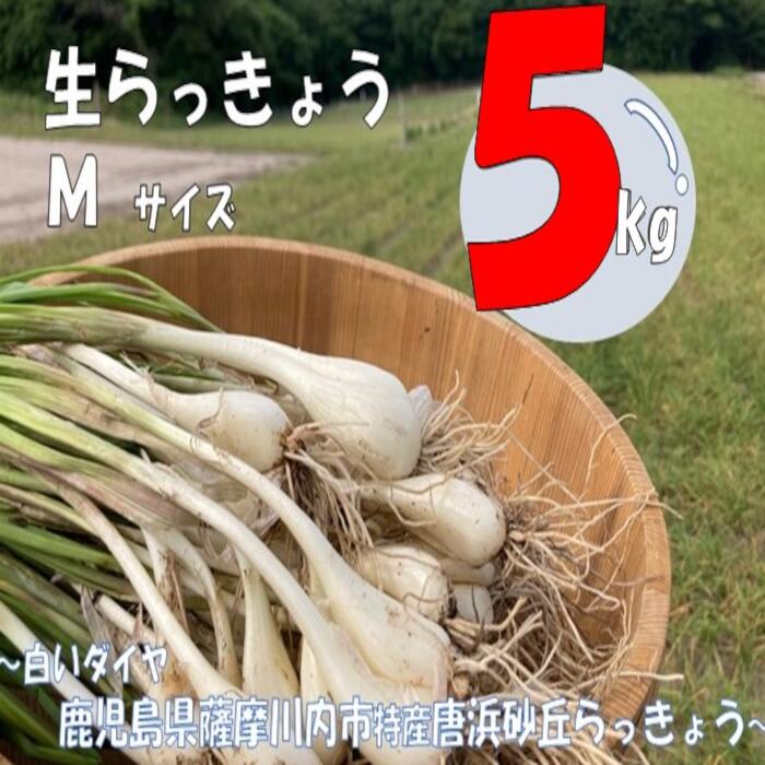 【ふるさと納税】 【先行予約】唐浜砂丘らっきょう（生）Mサイズ 5kg AS-919 生らっきょう 唐浜砂丘らっきょう らっきょう 鹿児島県 薩摩川内市 送料無料