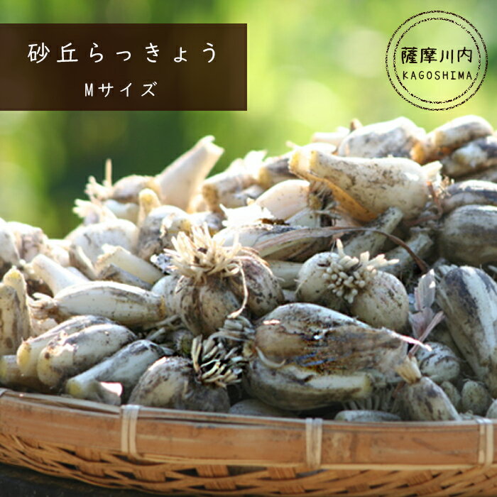 【ふるさと納税】【先行予約】 鹿児島県産砂丘らっきょう Mサイズ 4kg 【数量限定】 AS-702 らっきょう ラッキョウ 砂丘 唐浜産 鹿児島産 鹿児島県産 九州産 国産 鹿児島県 薩摩川内市 送料無料 おひさまとくだもの