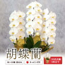 【ふるさと納税】 胡蝶蘭 V3白大輪3本立て 30~33輪 蕾込み ラッピング付 お祝い ギフト 花輪 開店祝い 母の日 敬老の日 お中元 お歳暮 鹿児島県 薩...