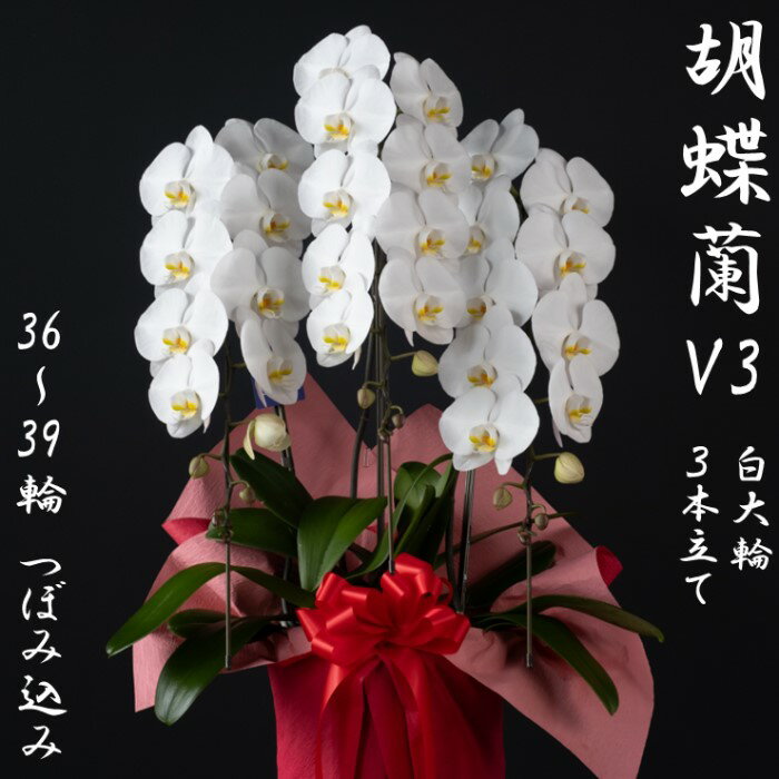 胡蝶蘭 V3白大輪3本立て 36~39輪 つぼみ込み CS-213 ラッピング付 胡蝶蘭 花 お祝い ギフト プレゼント お中元 お歳暮 父の日 父 贈り物 贈答 贈物 お取り寄せ 鹿児島県 薩摩川内市 送料無料