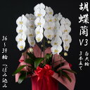 【ふるさと納税】胡蝶蘭 V3白大輪3本立て 36~39輪 つぼみ込み CS-213 ラッピング付 胡蝶蘭 花 お祝い ギフト プレゼント お中元 お歳暮 父の日...