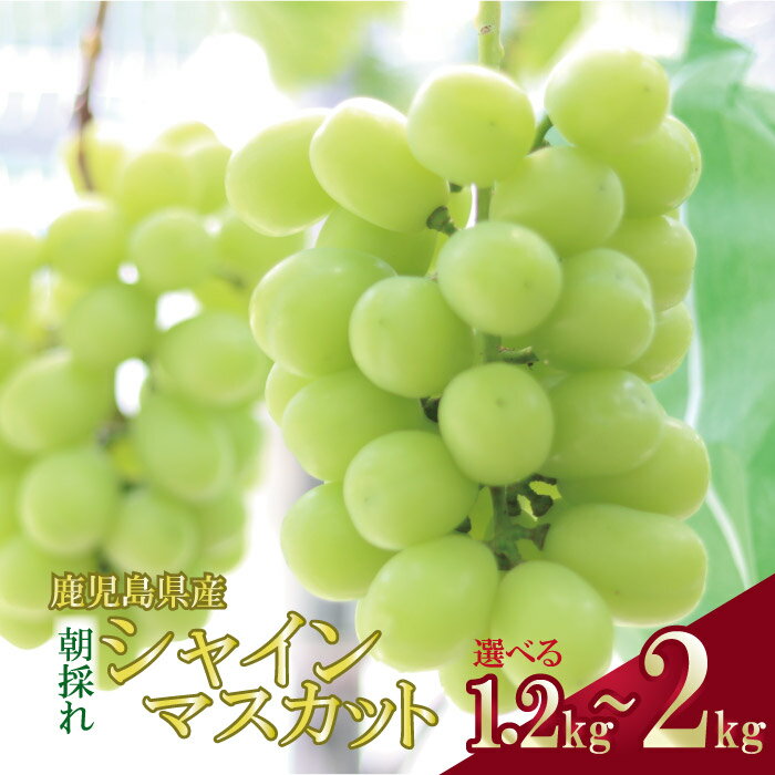 【ふるさと納税】＼朝採れ／ 鹿児島県産 シャインマスカット 1.2kg ～ 2kg 朝採れ 鹿児島 鹿児島県 薩摩川内市 マスカット ぶどう ブドウ 送料無料のサムネイル