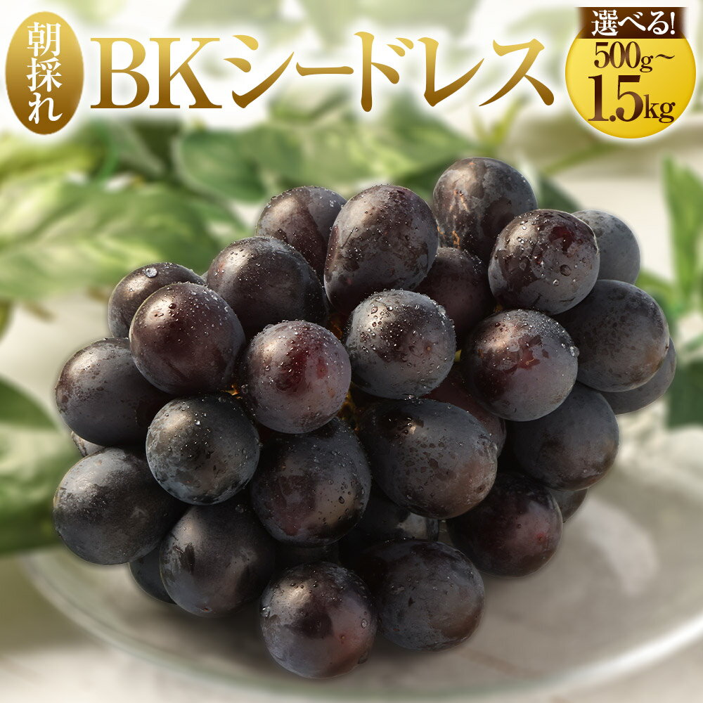 【ふるさと納税】 【選べる・容量】 【先行予約】 朝採れ BKシードレス （種なし） 500g（1房） 1kg（2房） 1.5kg（3房）ぶどう 葡萄 ブドウ くだもの 果物 フルーツ 新鮮 朝どれ 鹿児島県 薩摩川内市 送料無料 【2025年8月上旬から9月中旬発送予定】 ZS-558のサムネイル