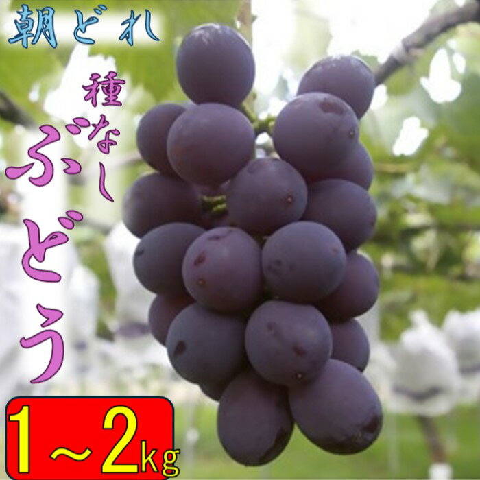 【ふるさと納税】季節限定！クルス農園の種なしぶどう 1～2kg【7月中旬より順次発送！】 ZS-961 AS-542 ブドウ ぶどう 葡萄 フルーツ 季節のフルーツ 数量限定 季節限定 期間限定 産地直送 生産者直送 あさどれ 朝どれ 朝採れ クルス 薩摩川内市 鹿児島県 鹿児島県産のサムネイル