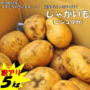 【ふるさと納税】【訳アリでお得!】ママたちの思いをギュッ!薩摩で育ったほくほくじゃがいも5kg(ニシユタカ)ZS-645 期間限定 ジャガイモ じゃが芋 イモ 産地直送 旬 季節の野菜 ニシユタカ 訳アリ 先行受付 お取り寄せ 吉永農園 鹿児島県 薩摩川内市 送料無料