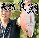 【ふるさと納税】日置の特選鮮魚（天然真鯛） 【江口漁業協同組合】