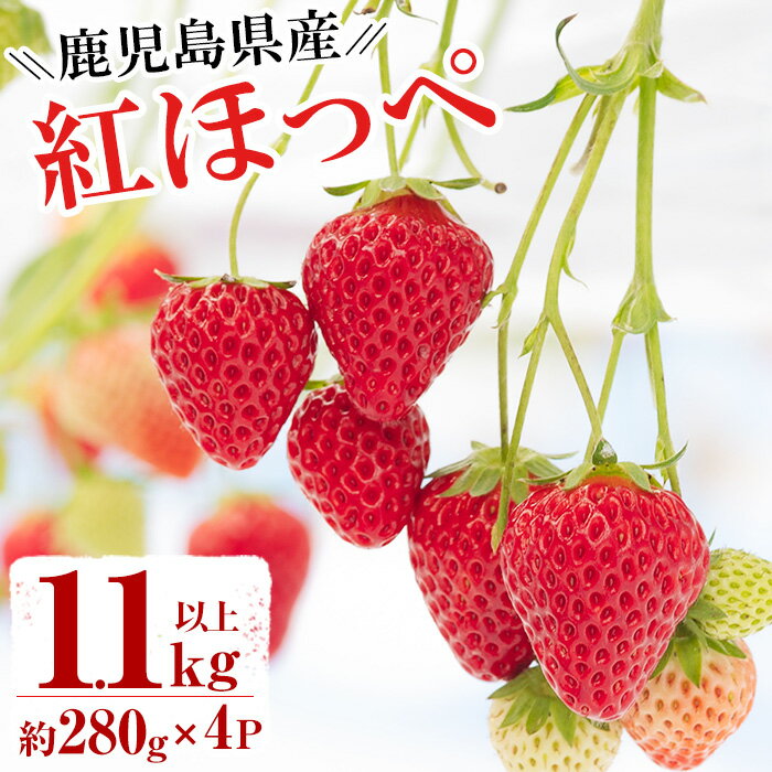 【ふるさと納税】＜先行予約受付中！2022年12月1日～2023年5月15日の間に発送予定＞いちご(計1.1kg以上・約280g×4P)紅ほっぺという品種のいちごをお届け！【アグリシア】