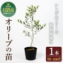 【ふるさと納税】オリーブの苗(1本)鹿児島県産 苗 観葉植物 オリーブ 国産 シンボルツリー 庭木 内祝い ギフト 贈答 プレゼント 観賞 苗木【鹿児島オリーブ...