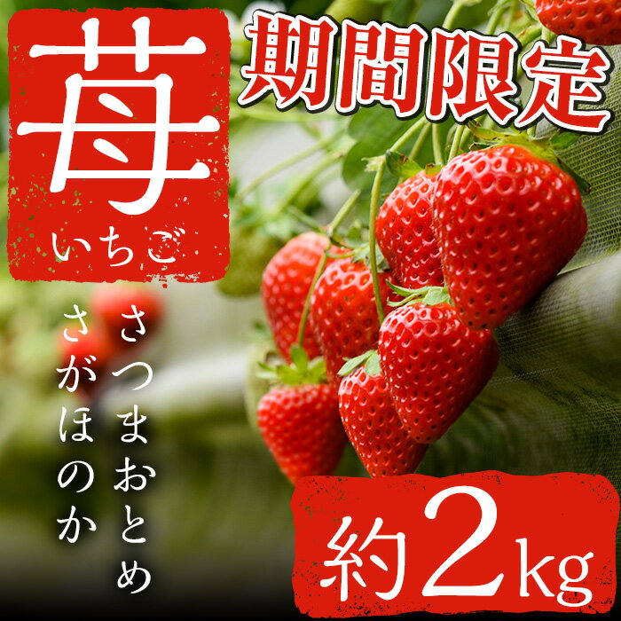 【ふるさと納税】いちご 鹿児島県産さつまおとめorさがほのかをたっぷり約2kg！苺 イチゴ【片平観光農園】