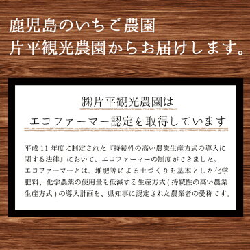 【ふるさと納税】 鹿児島県産イチゴ!さつまおとめorさがほのかをたっぷり約1kg以上!【片平観光農園】
