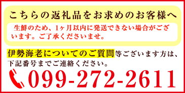 【ふるさと納税】＜数量限定＞鹿児島県産の天然活伊勢海老(約1kg)刺身に！味噌汁に！【家むら】