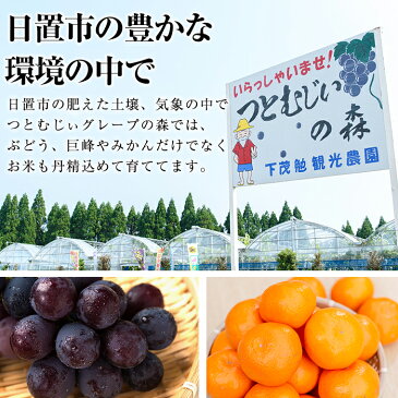 【ふるさと納税】【数量限定】柑橘の甘夏(あまなつ)(6kg)初夏の香り甘さ!爽やかなミカン!【つとむじぃグレープの森】